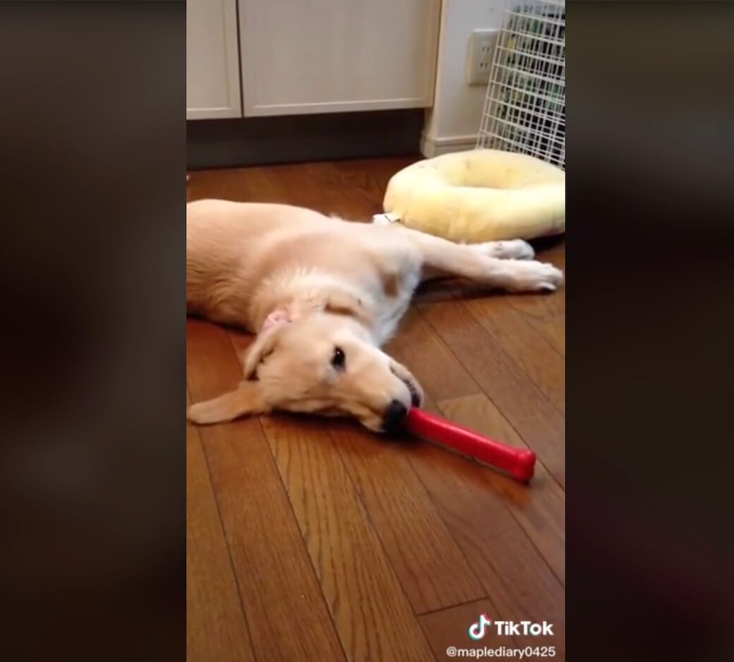 ゴールデンレトリーバー,動画