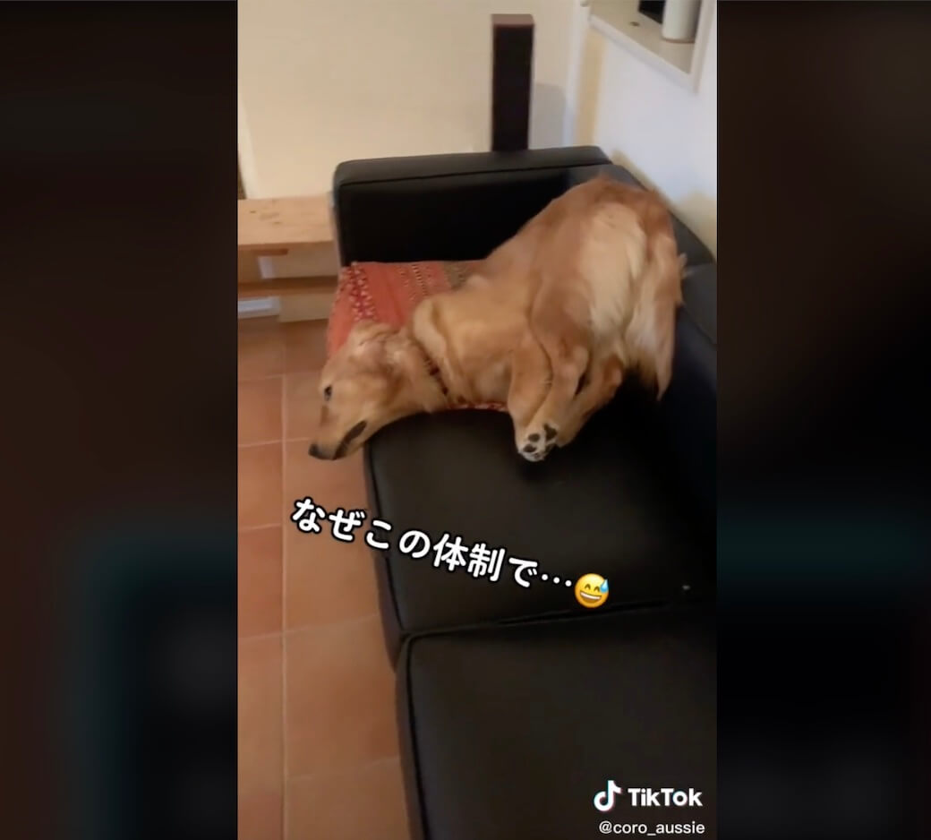 ゴールデンレトリーバー,動画