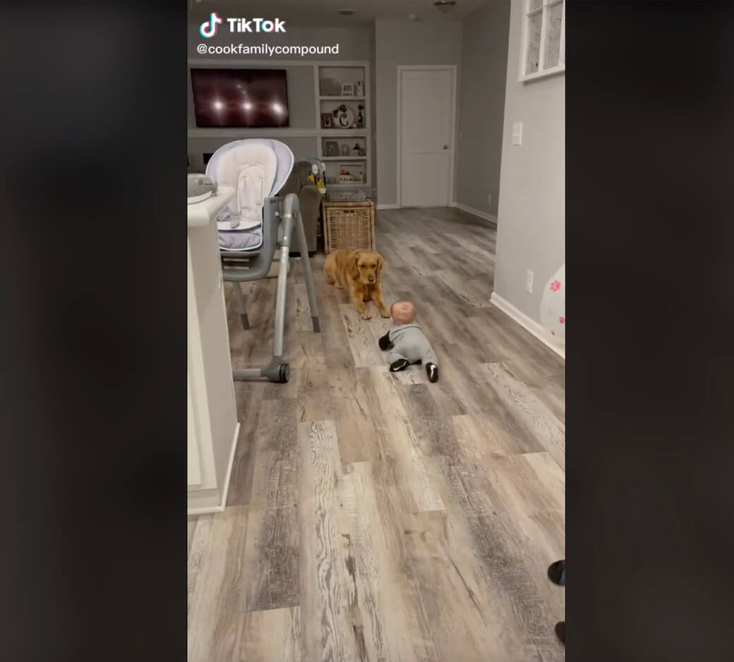 ゴールデンレトリーバー,動画