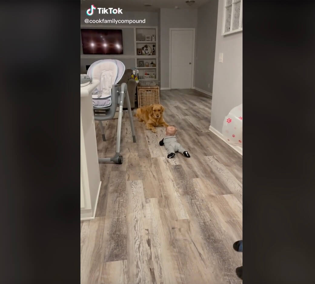 ゴールデンレトリーバー,動画