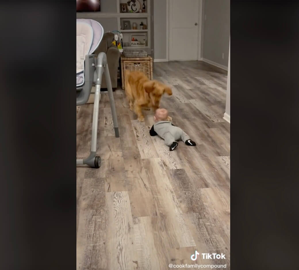 ゴールデンレトリーバー,動画