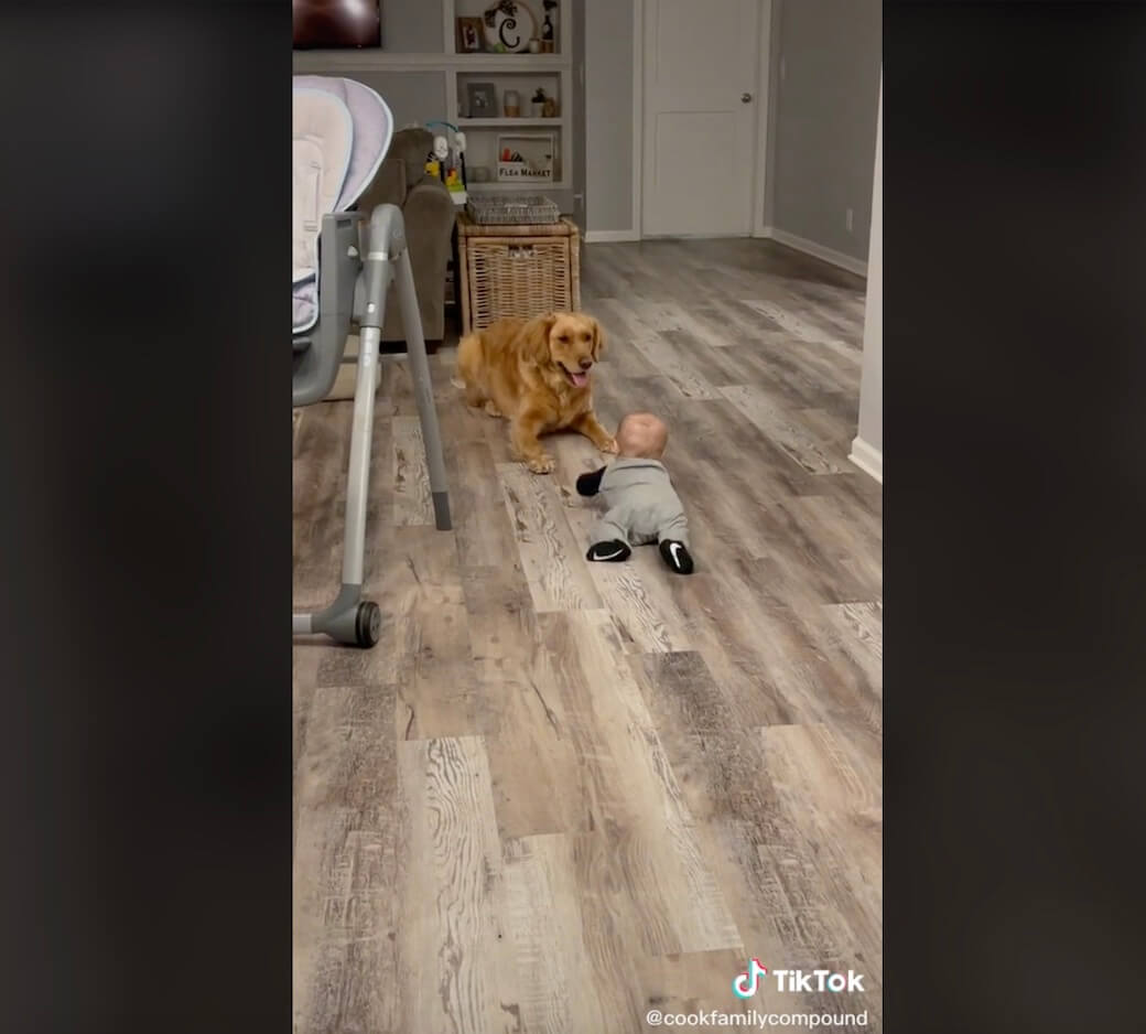 ゴールデンレトリーバー,動画