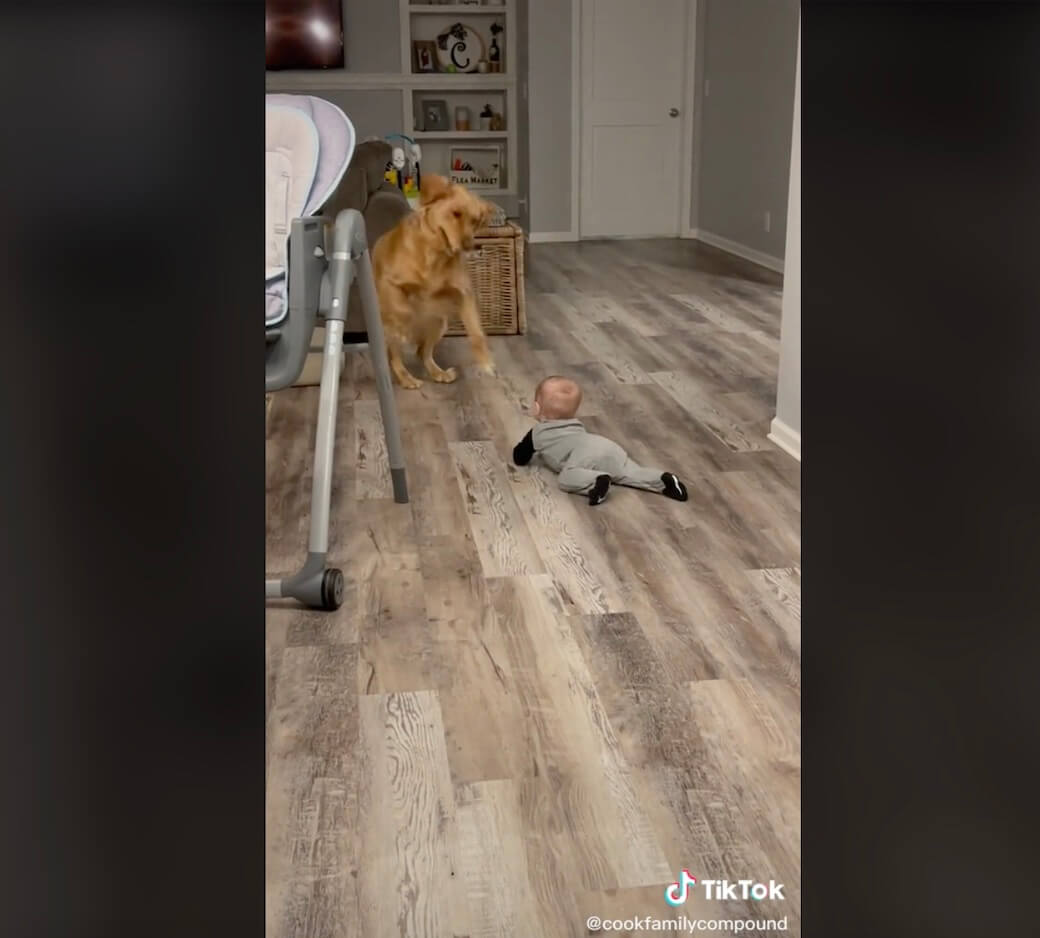 ゴールデンレトリーバー,動画