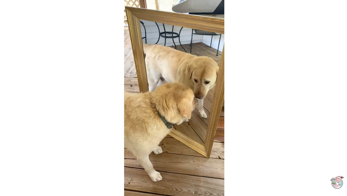 ラブラドールレトリーバー,動画