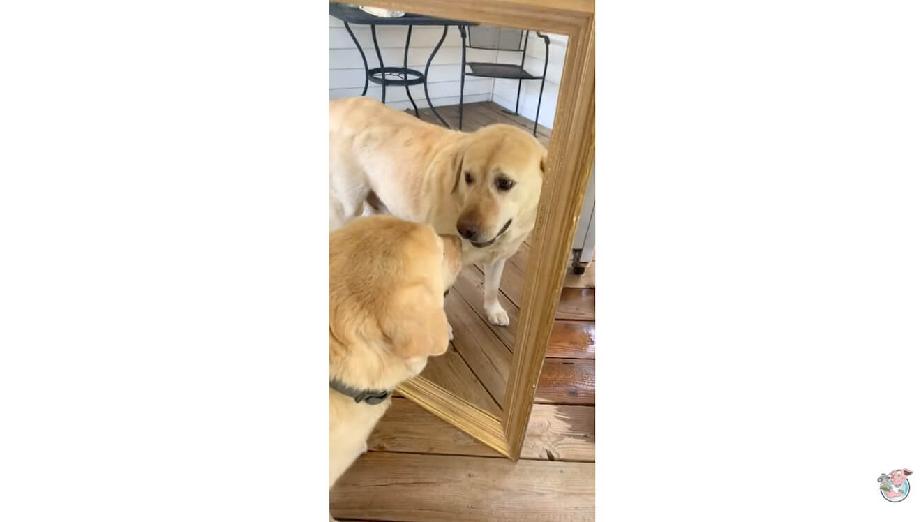 ラブラドールレトリーバー,動画