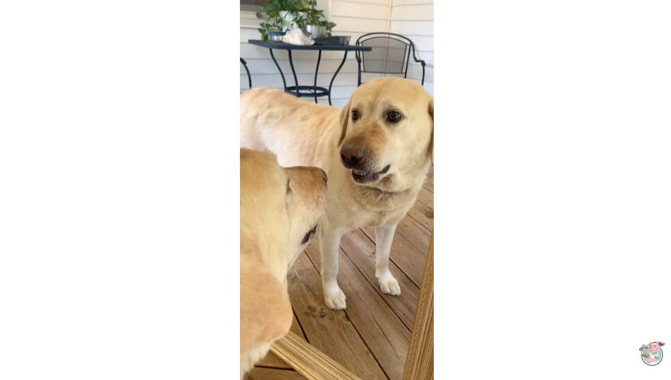 ラブラドールレトリーバー,動画