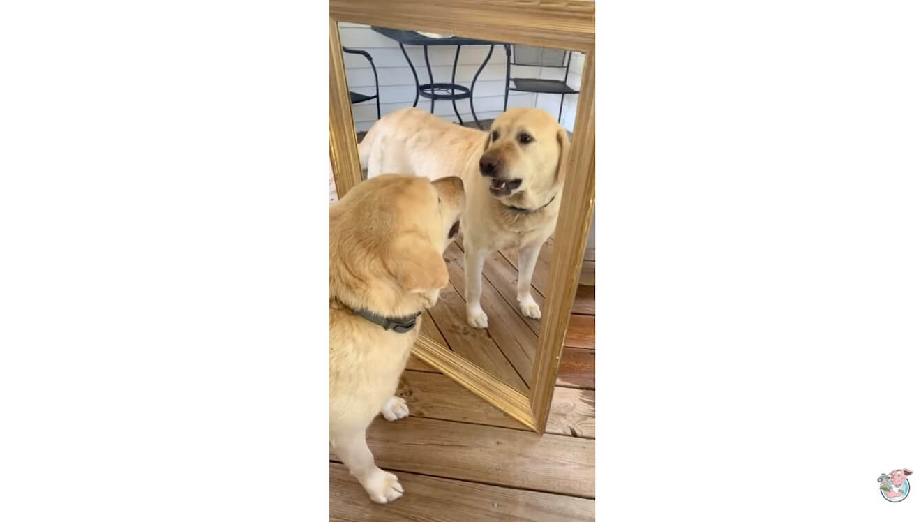 ラブラドールレトリーバー,動画