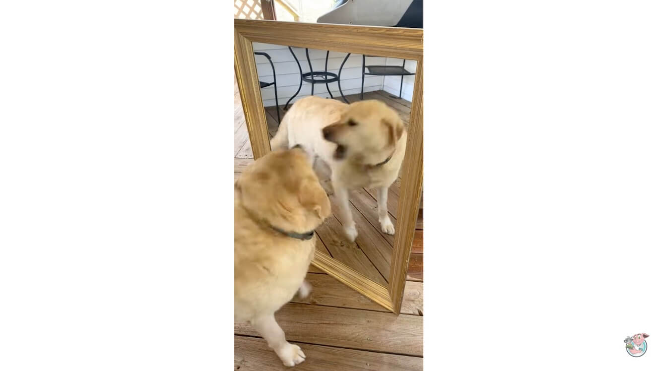 ラブラドールレトリーバー,動画