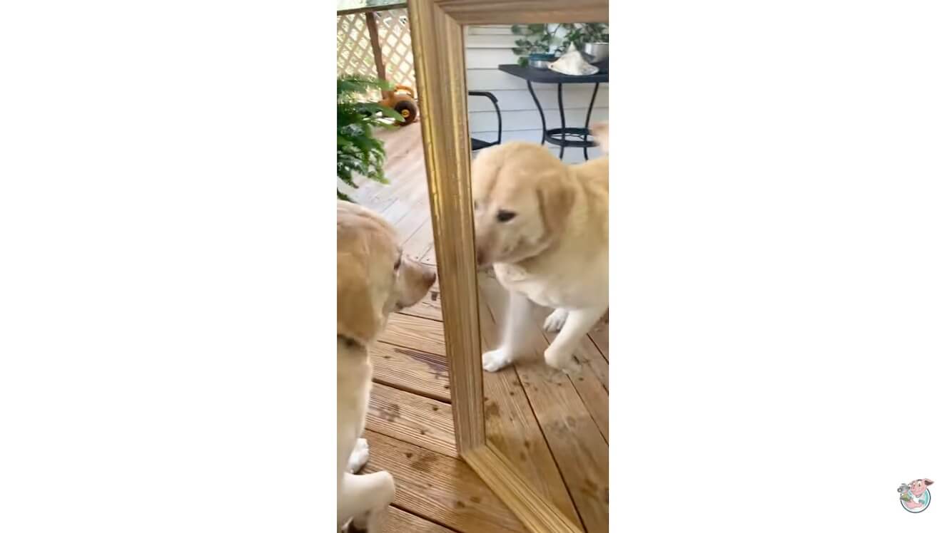 ラブラドールレトリーバー,動画