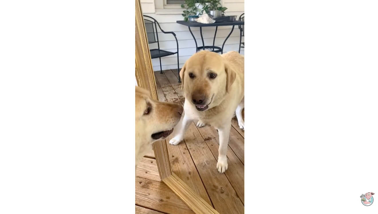 ラブラドールレトリーバー,動画