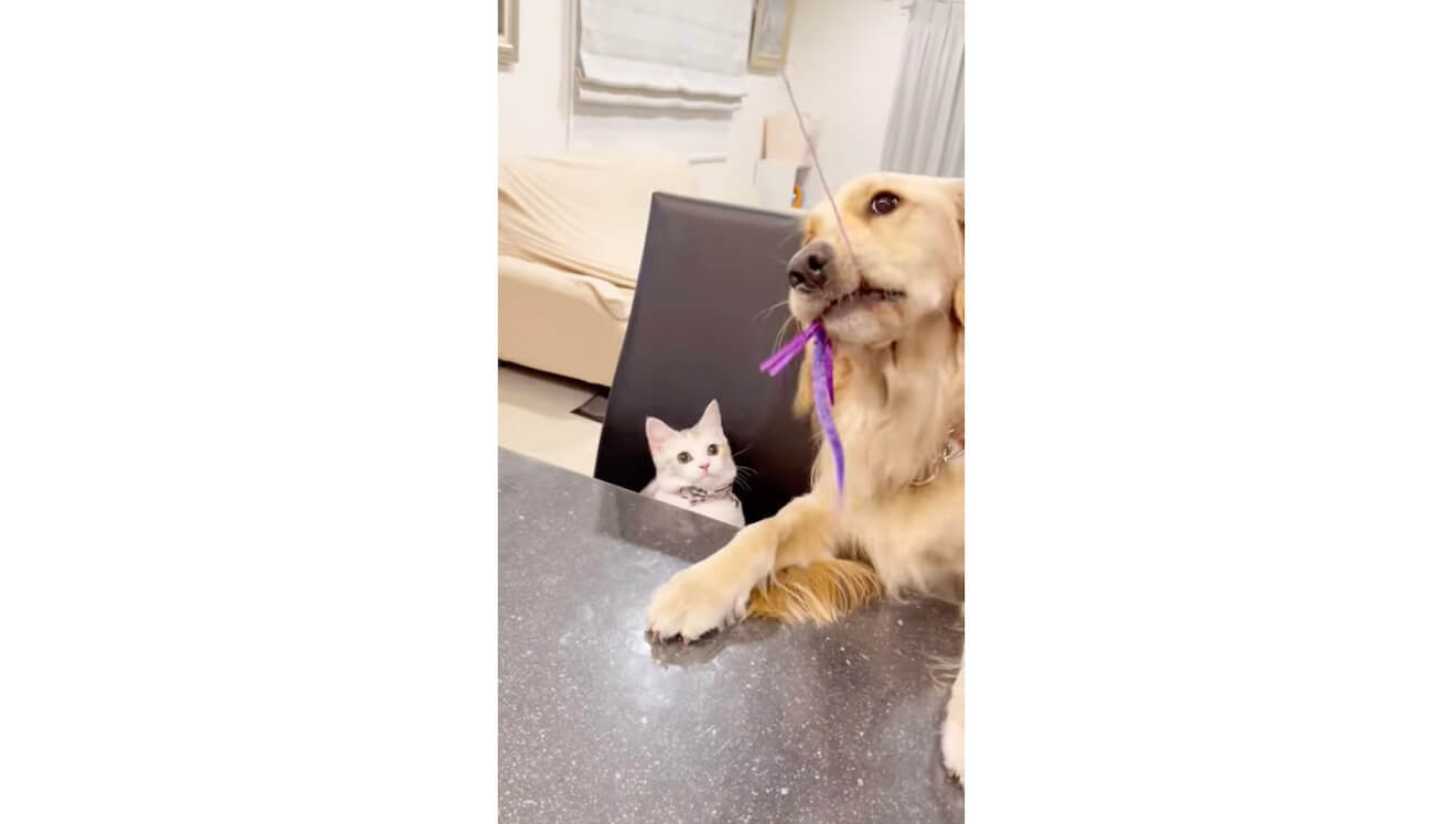 ゴールデンレトリーバー,動画