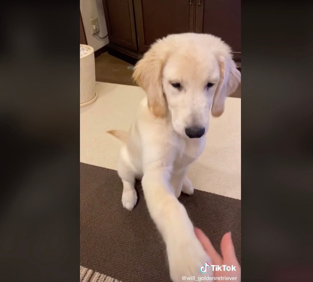 ゴールデンレトリーバー,動画