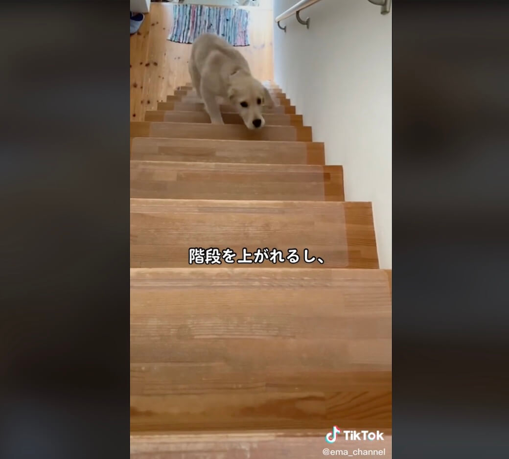 ゴールデンレトリーバー,動画