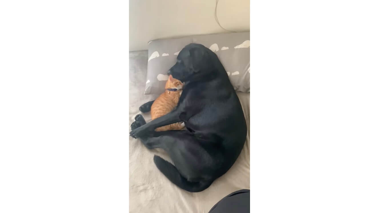 ラブラドールレトリーバー,動画