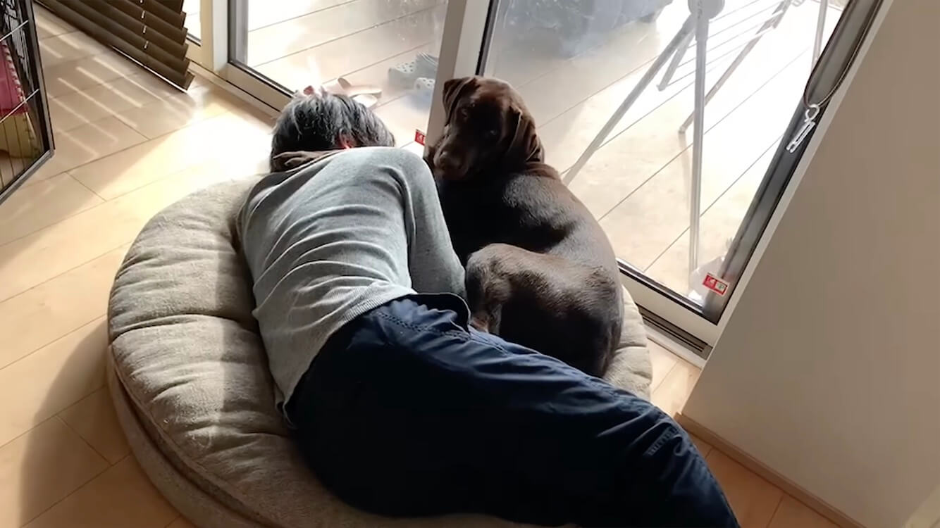 ラブラドールレトリーバー,動画