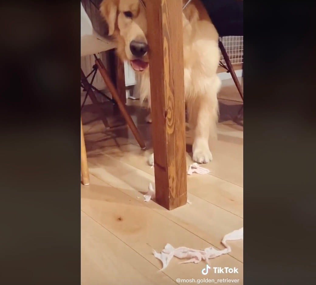 ゴールデンレトリーバー,動画