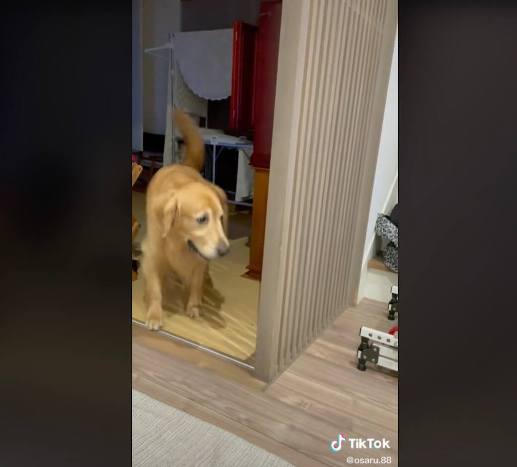 ゴールデンレトリーバー,動画
