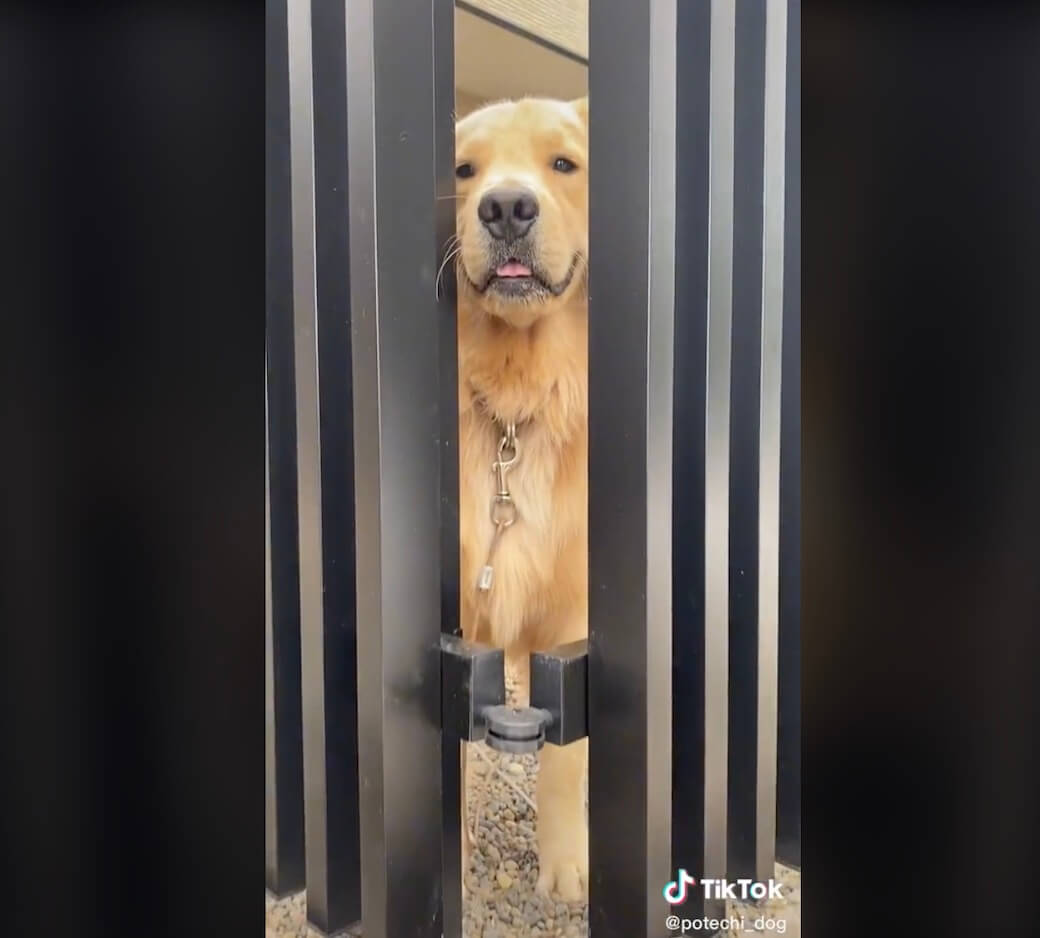 ゴールデンレトリーバー,動画