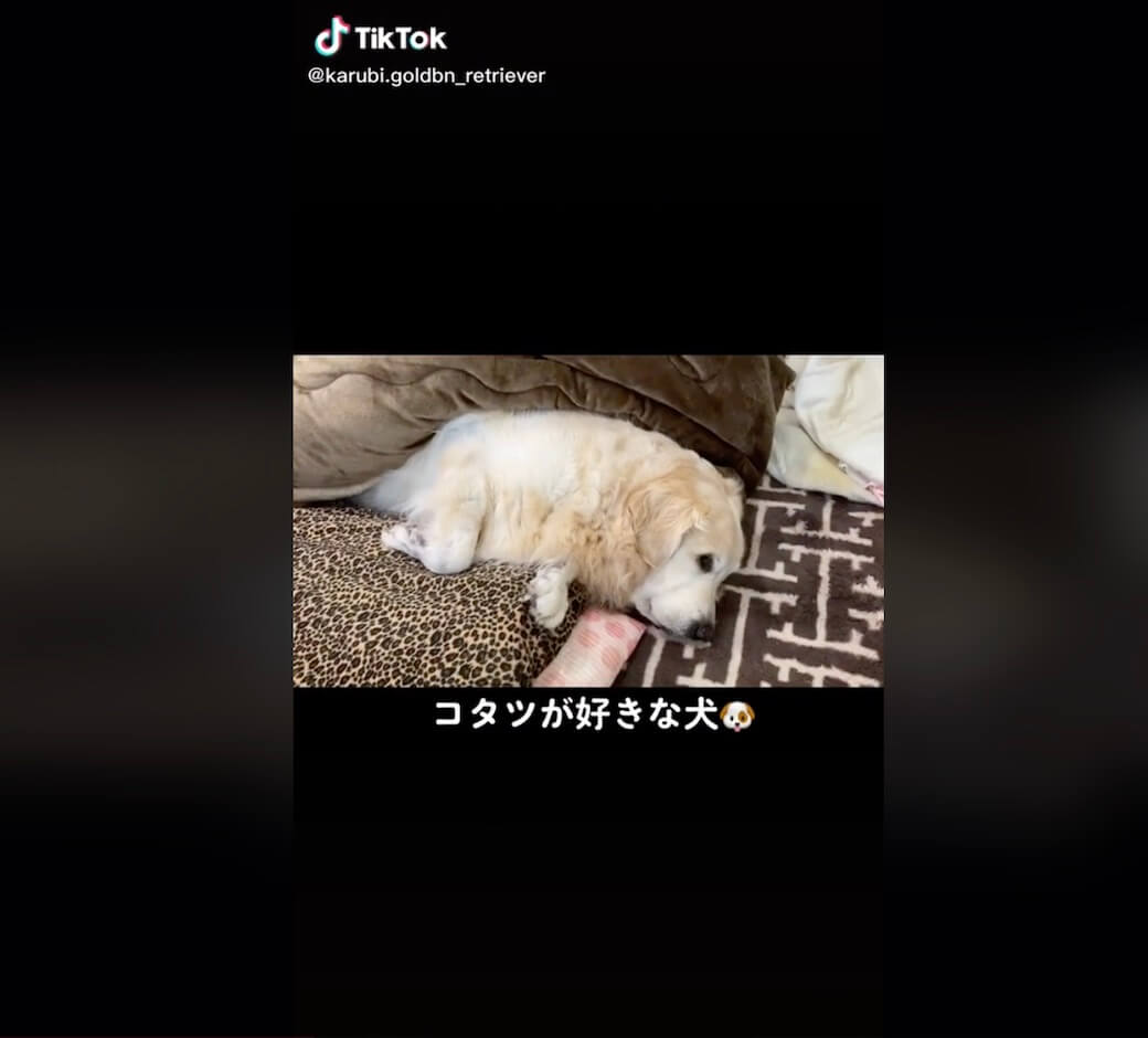 ゴールデンレトリーバー,動画