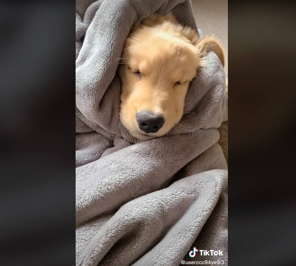 ゴールデンレトリーバー,動画