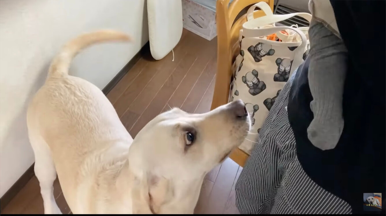 ラブラドールレトリーバー,動画