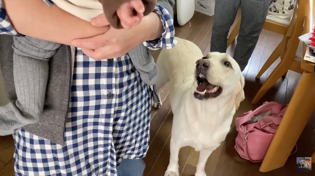 ラブラドールレトリーバー,動画