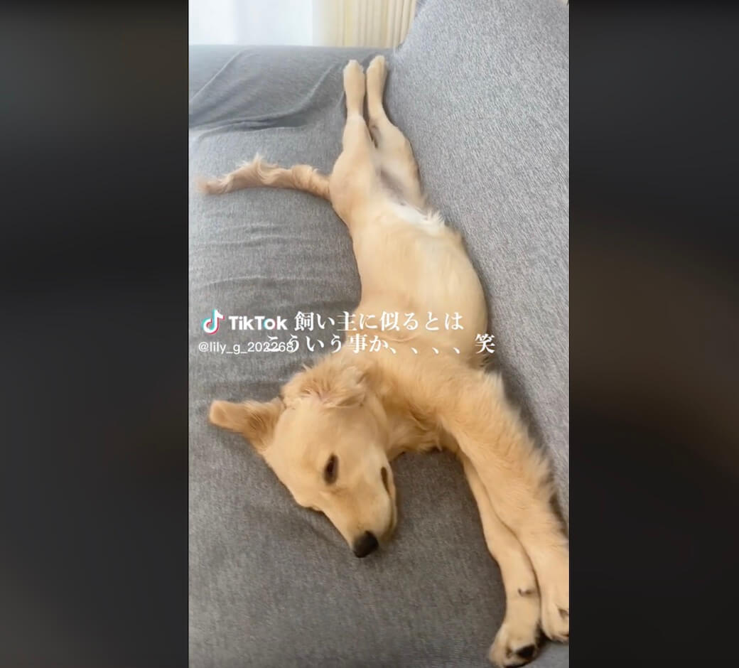 ゴールデンレトリーバー,動画