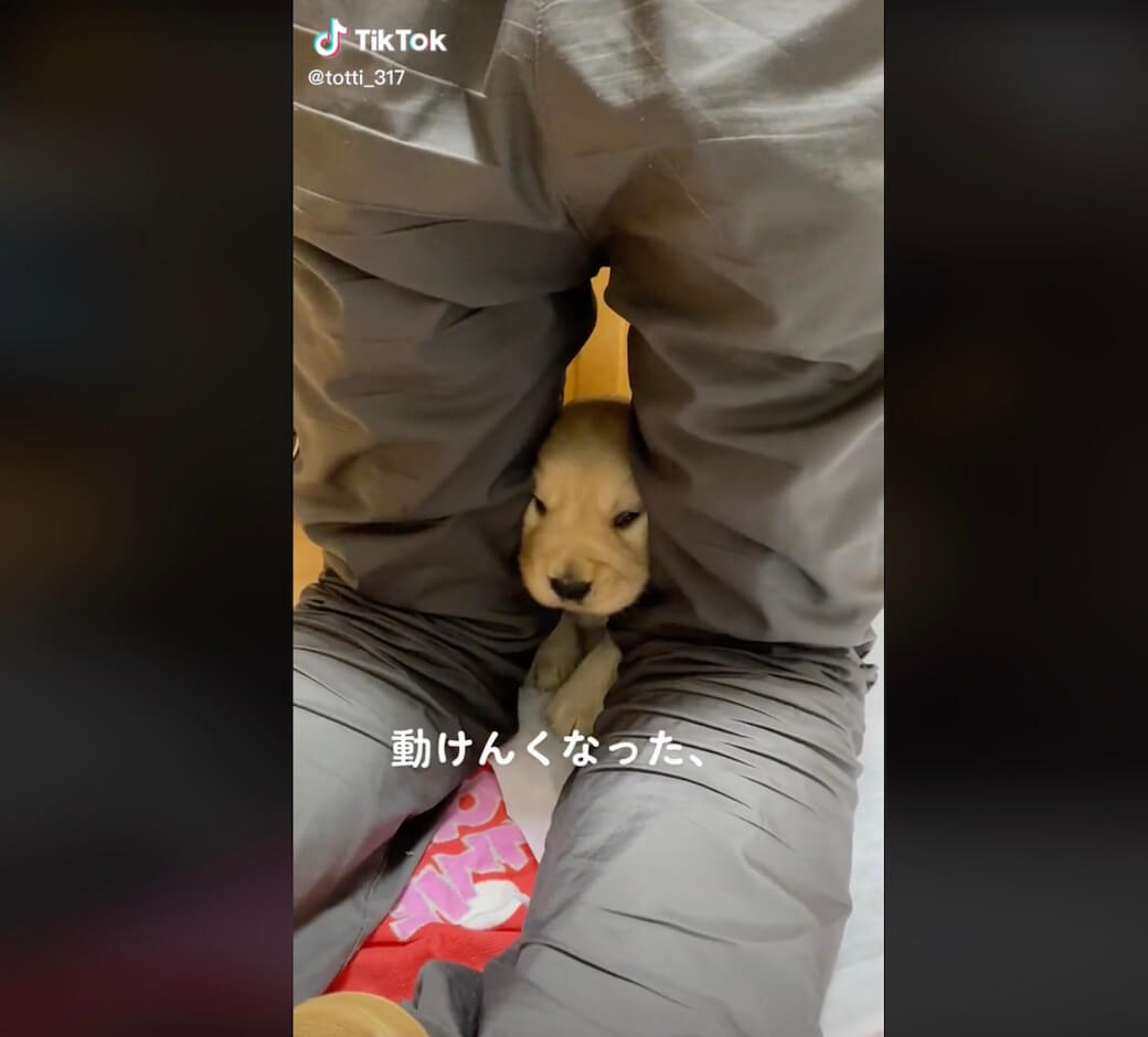 ゴールデンレトリーバー,動画