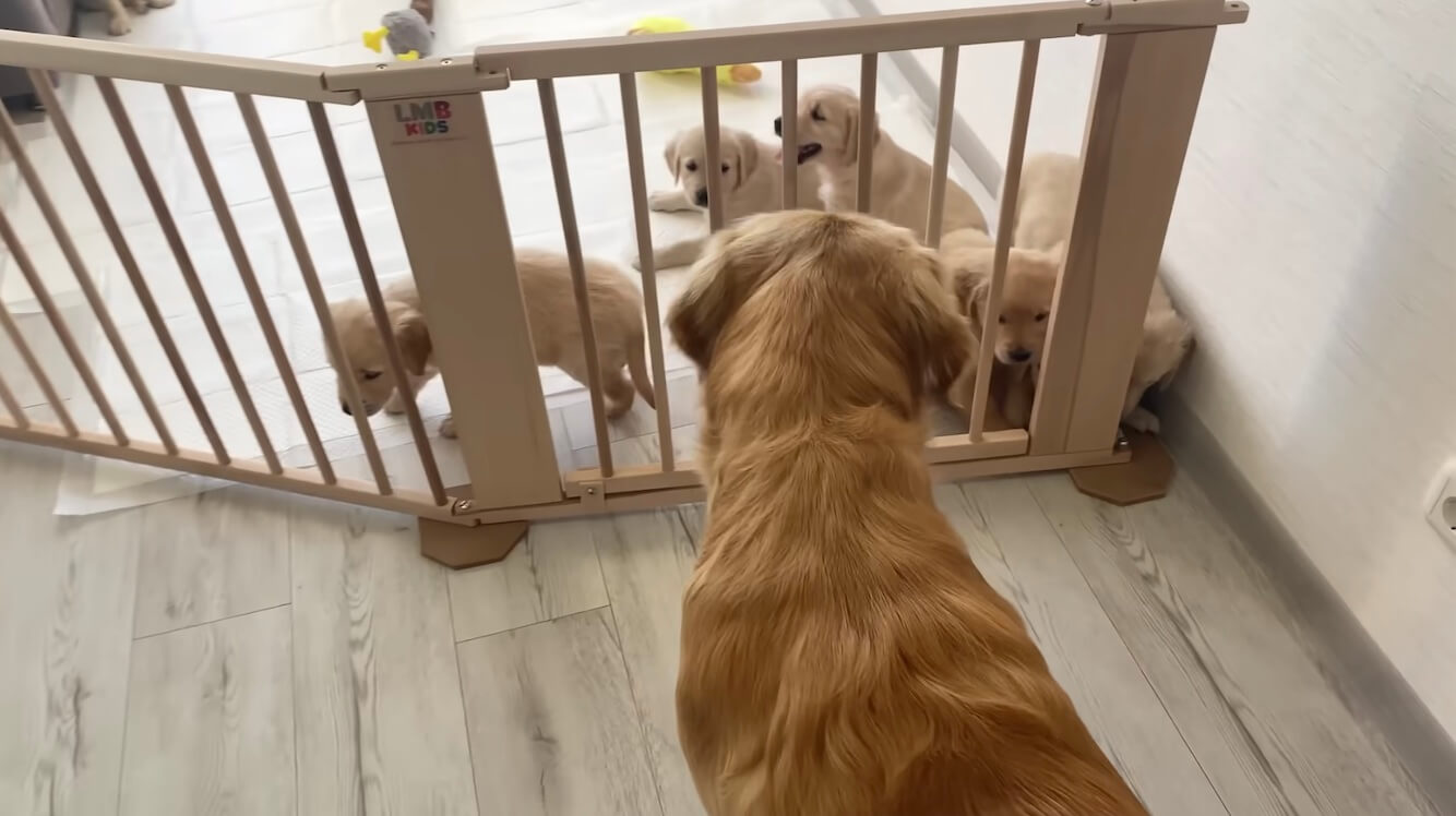 ゴールデンレトリーバー,動画