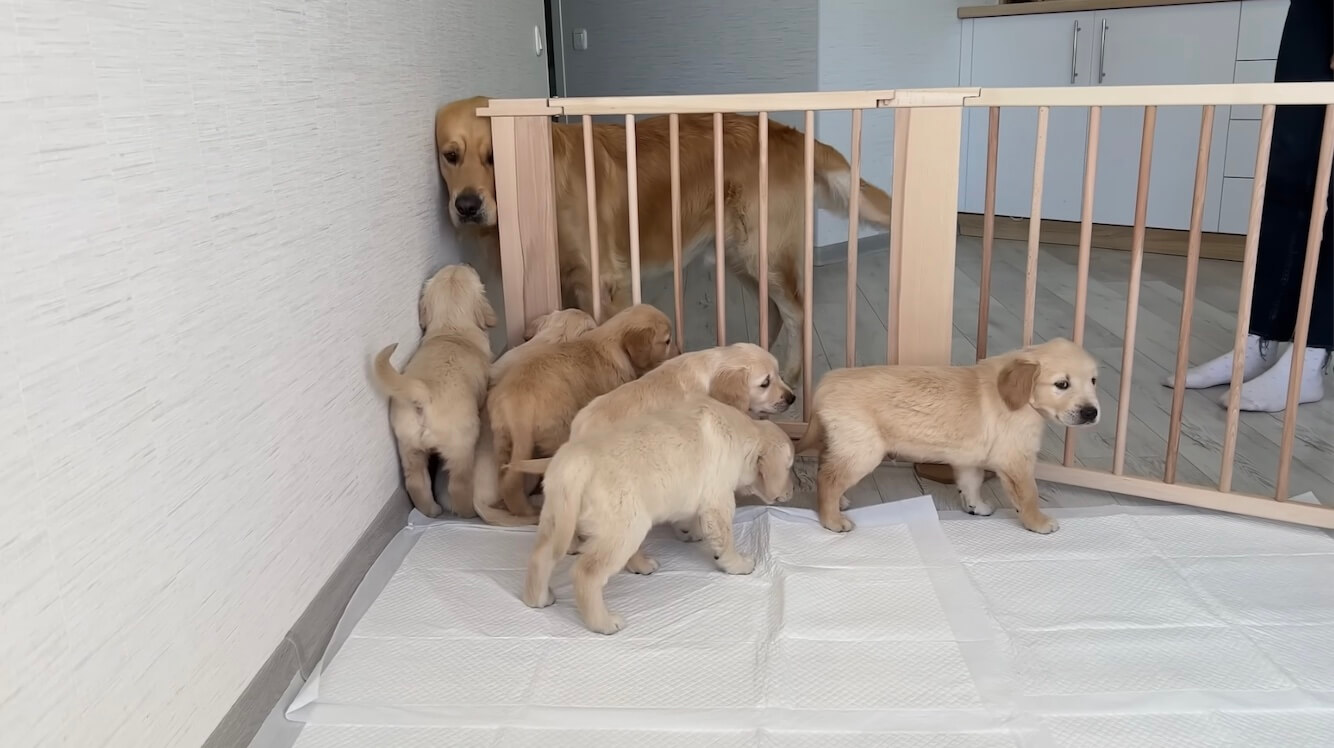 ゴールデンレトリーバー,動画