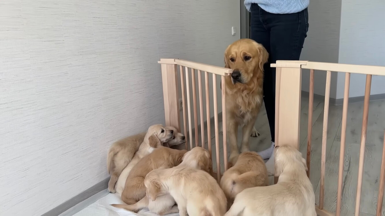 ゴールデンレトリーバー,動画