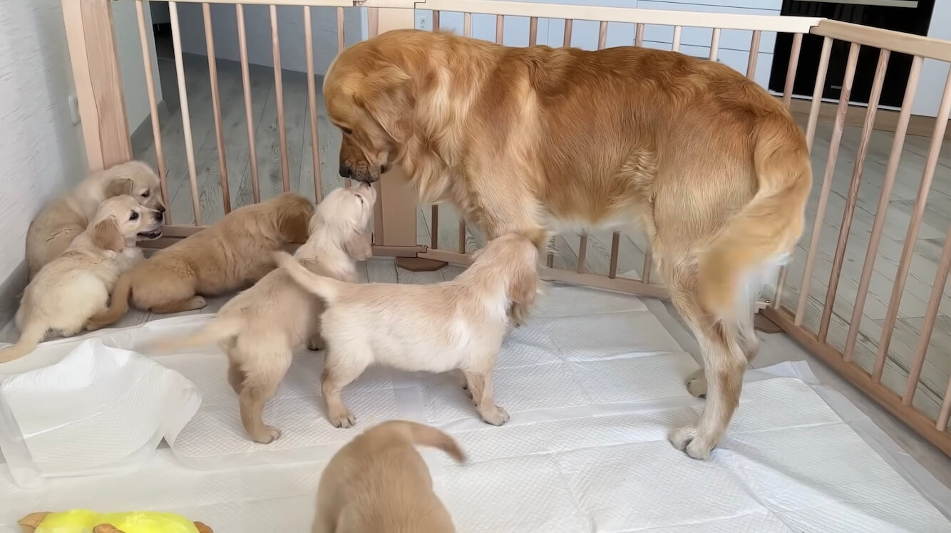 ゴールデンレトリーバー,動画