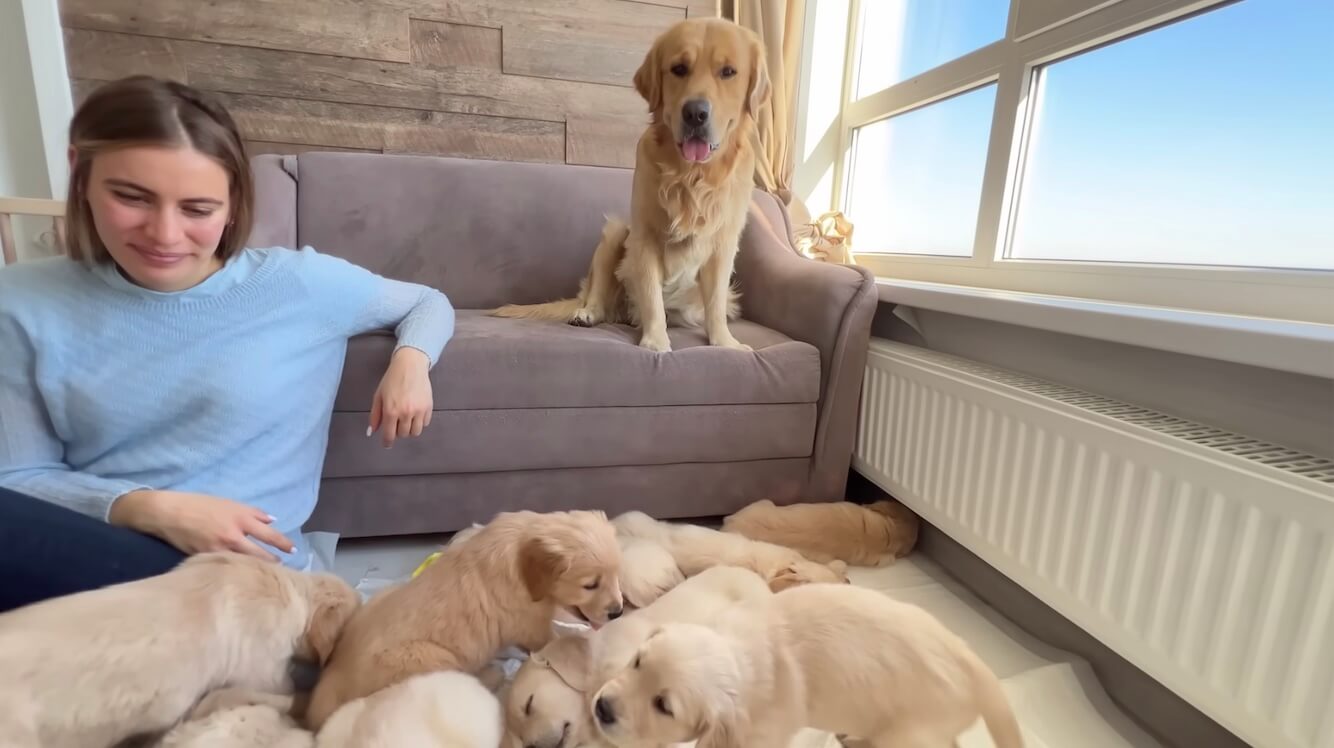 ゴールデンレトリーバー,動画