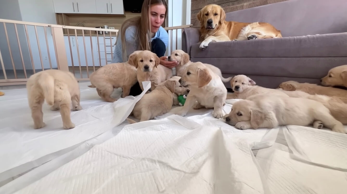 ゴールデンレトリーバー,動画