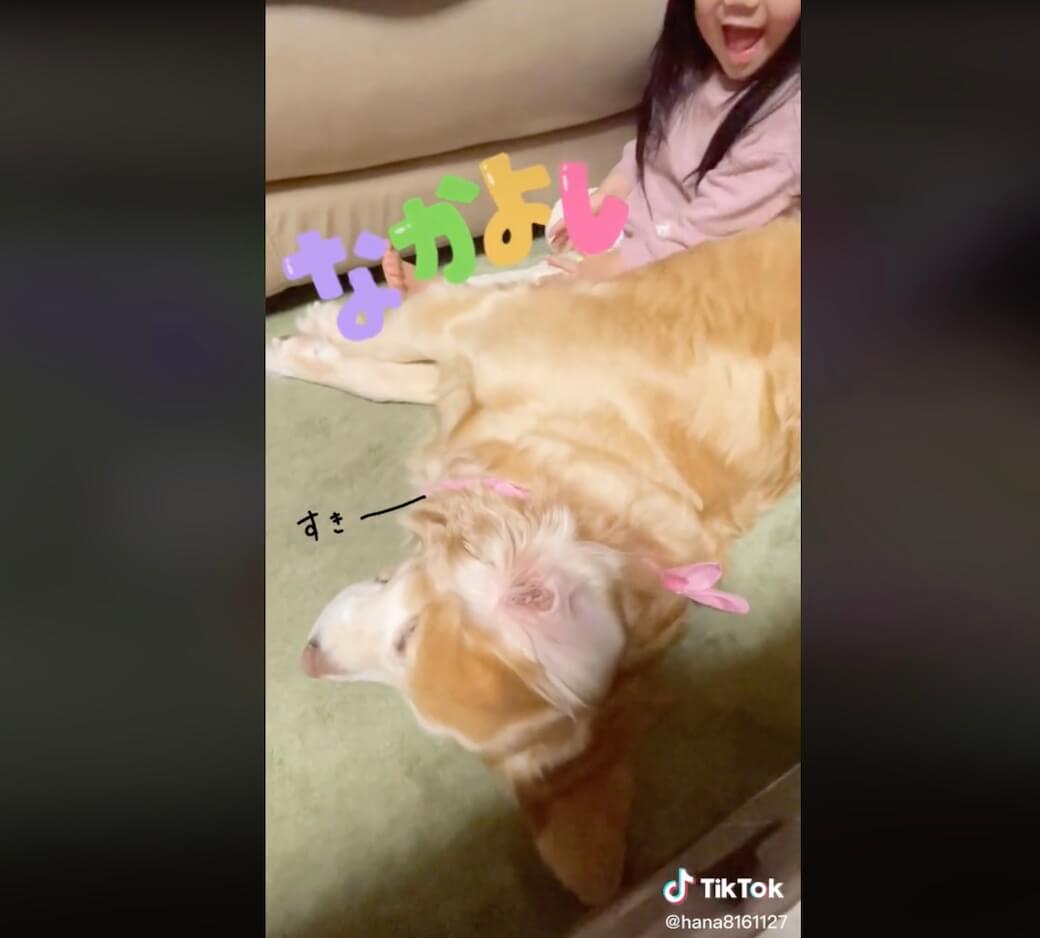 ゴールデンレトリーバー,動画