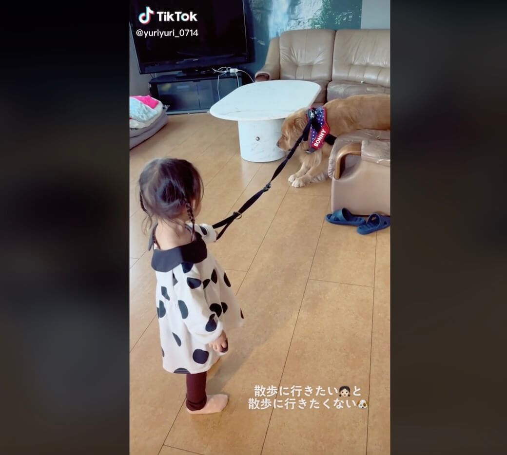 ゴールデンレトリーバー,動画