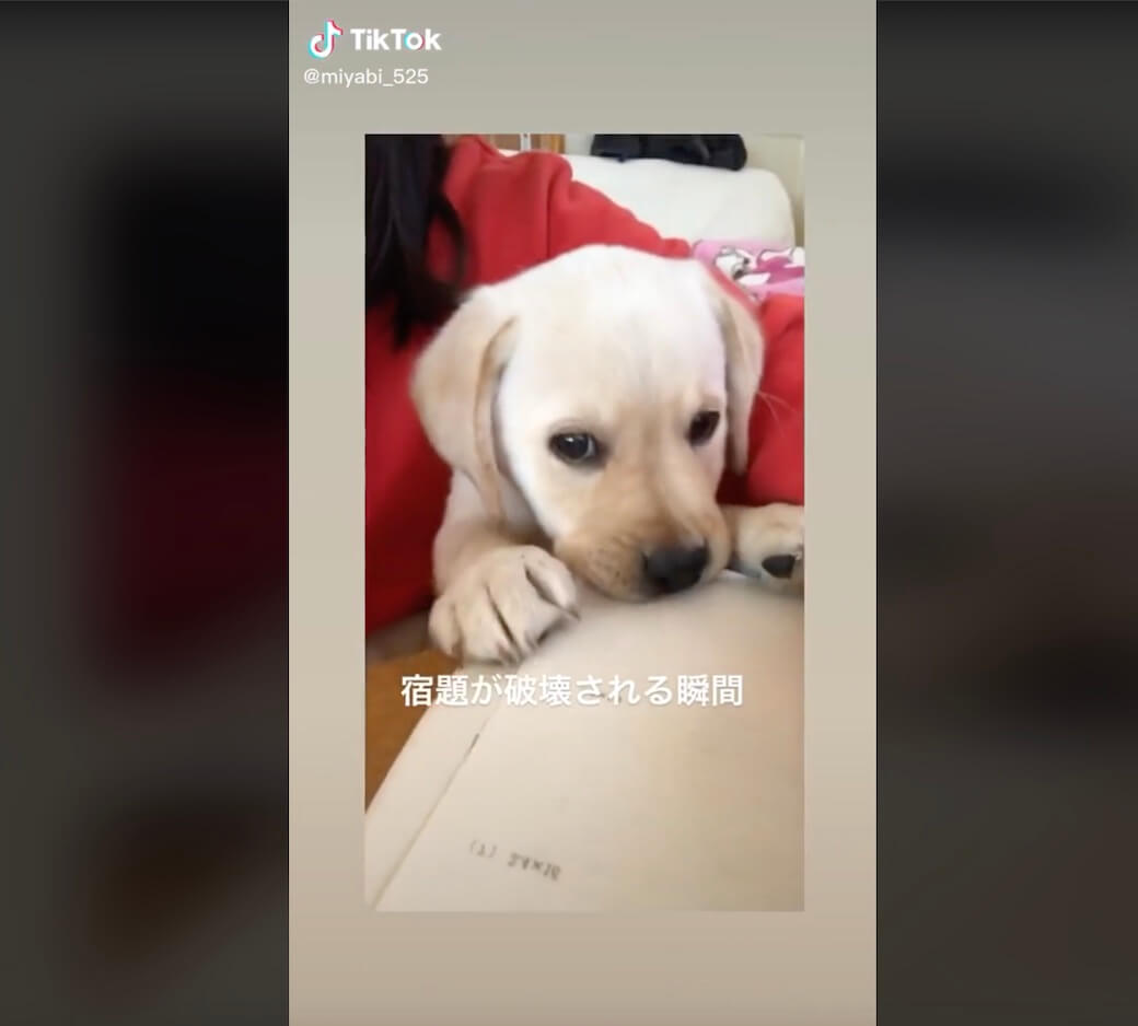 ラブラドールレトリーバー,動画