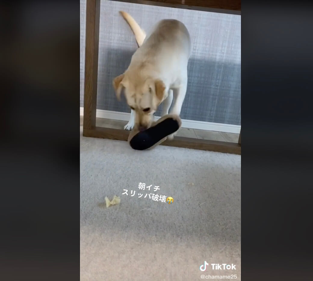 ラブラドールレトリーバー,動画