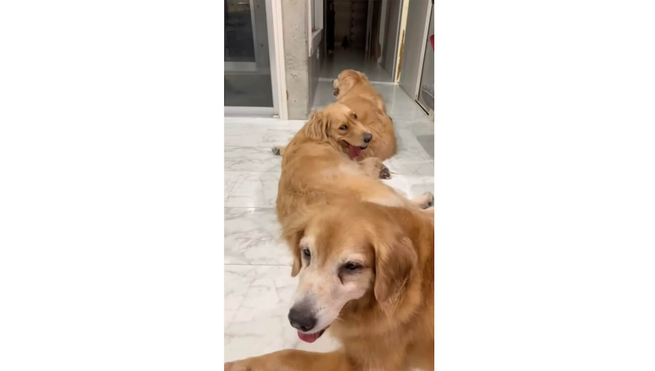 ゴールデンレトリーバー,動画