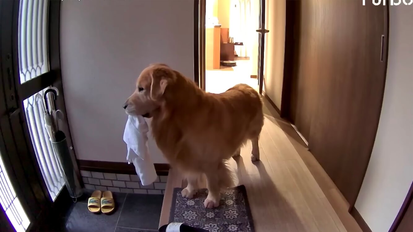 ゴールデンレトリーバー,動画