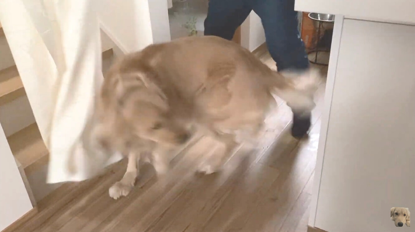 ゴールデンレトリーバー,動画