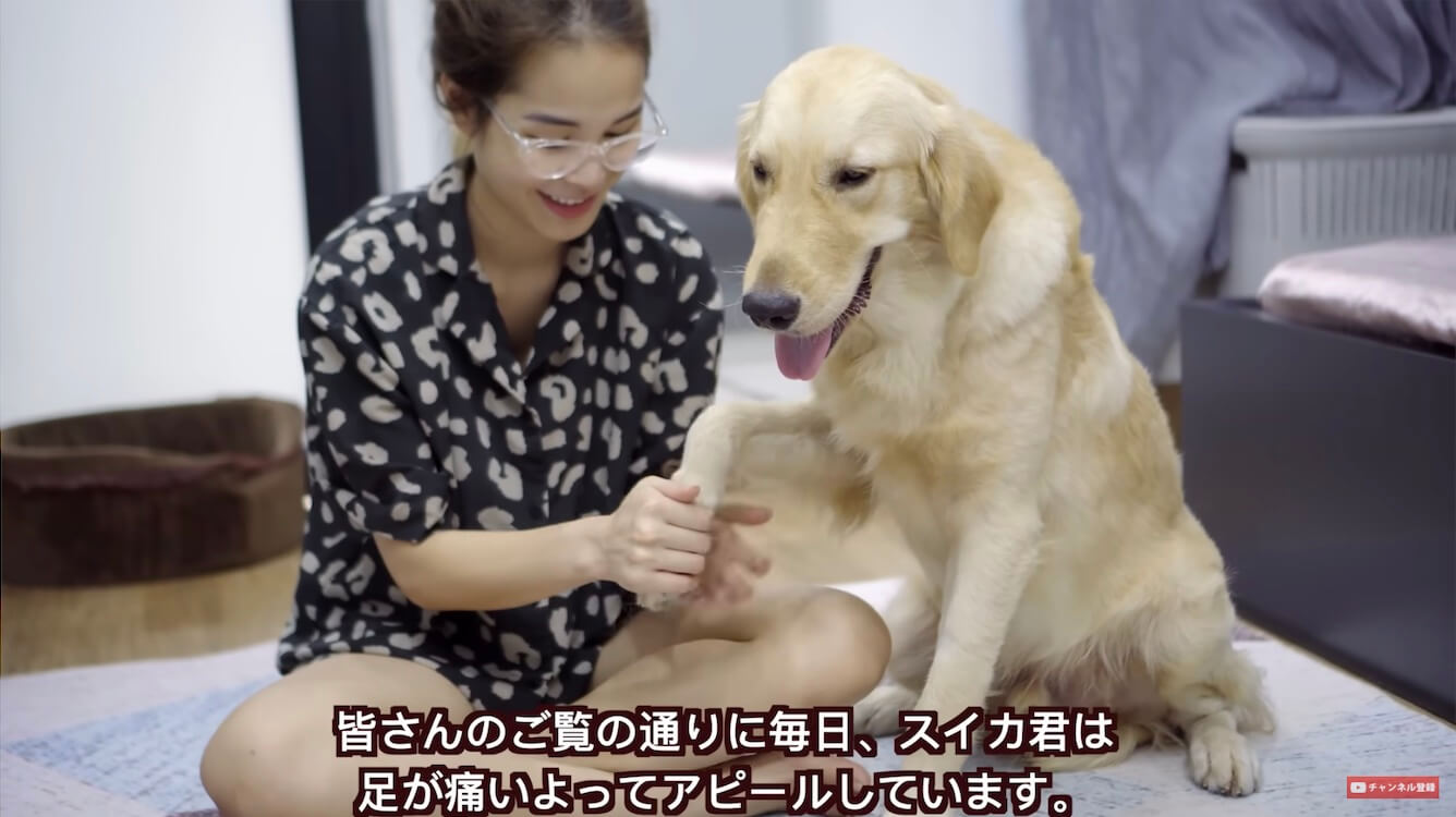 ゴールデンレトリーバー,動画