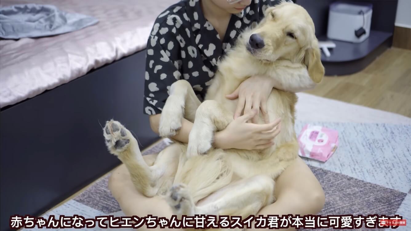 ゴールデンレトリーバー,動画