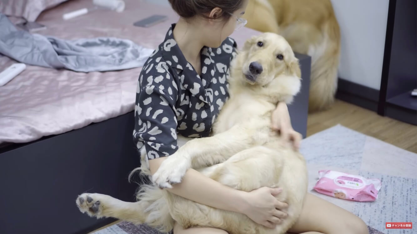 ゴールデンレトリーバー,動画