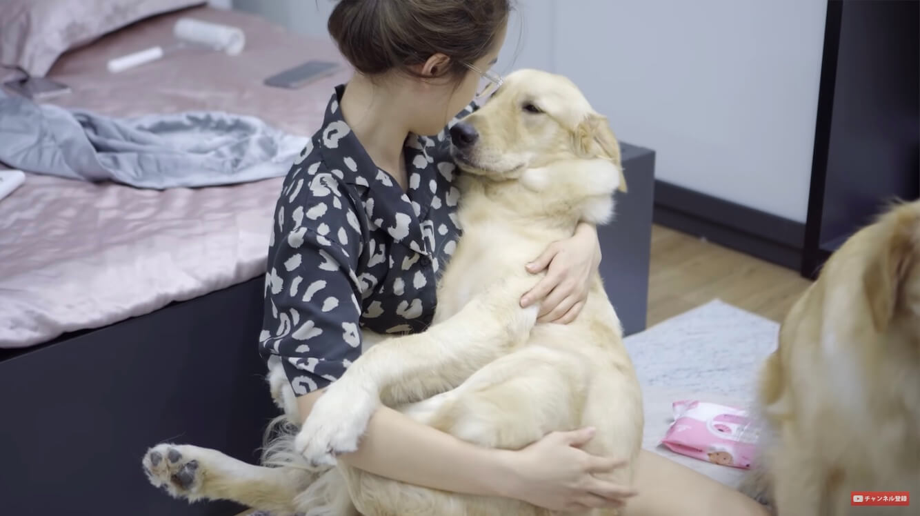 ゴールデンレトリーバー,動画