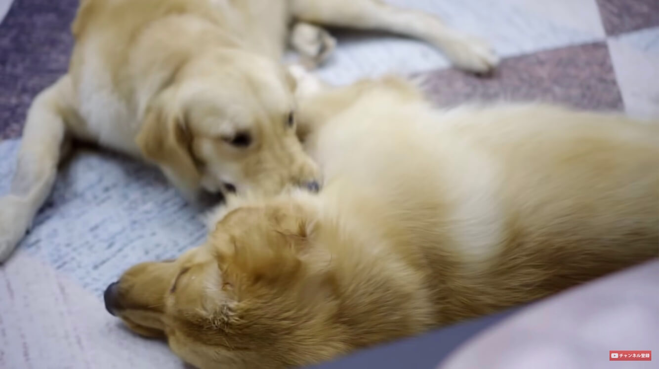 ゴールデンレトリーバー,動画