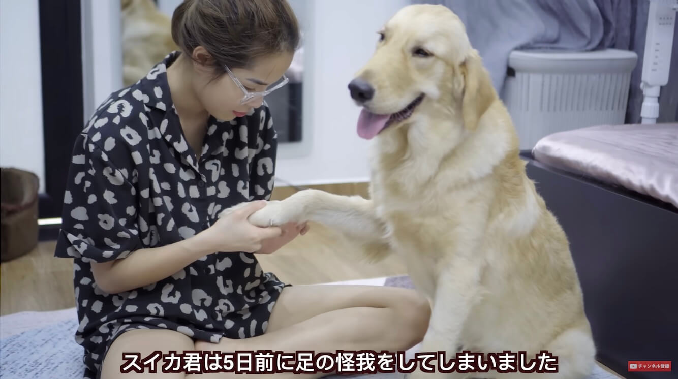 ゴールデンレトリーバー,動画