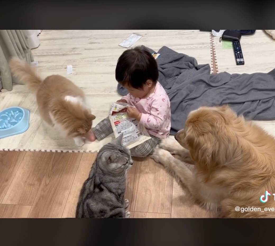 ゴールデンレトリーバー,動画