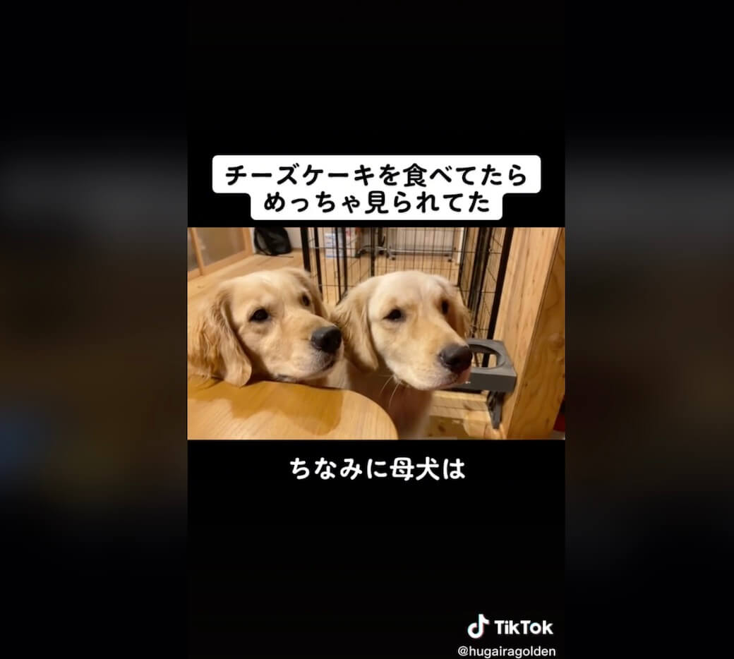 ゴールデンレトリーバー,動画