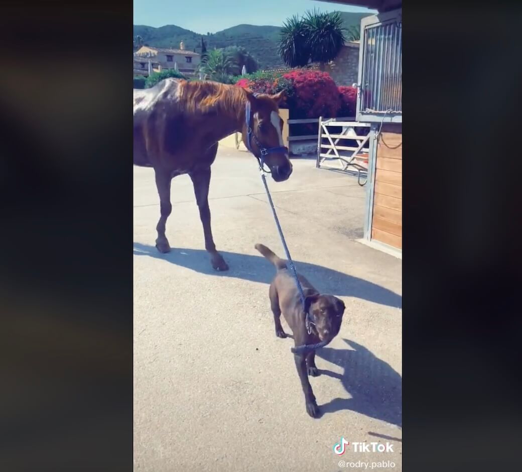 ラブラドールレトリーバー,動画